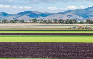 A field being tilled