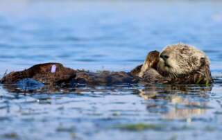 A sea otter floating on its back