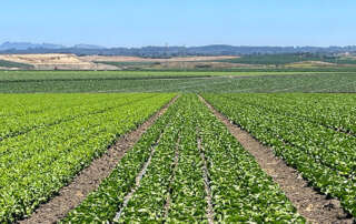 A field of growing lettuce in salinas valley