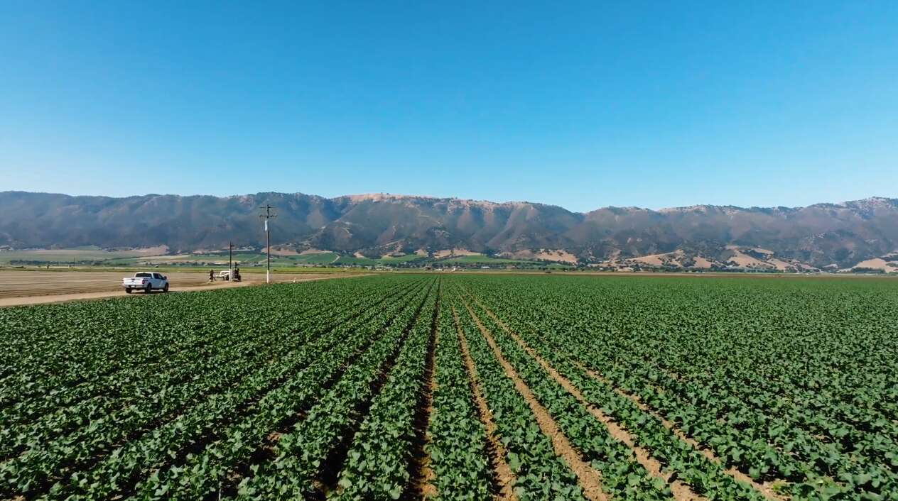 Agricultural Field rows